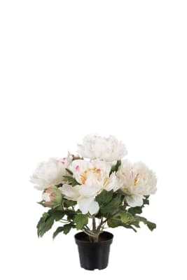 Pion