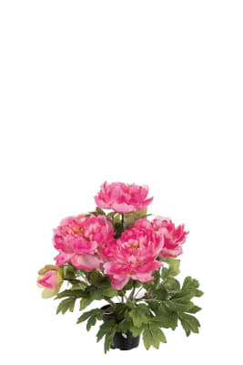 Pion