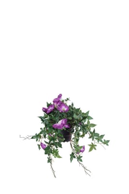 Blomma för dagen
