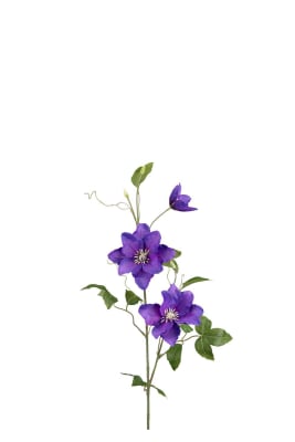 Clematis