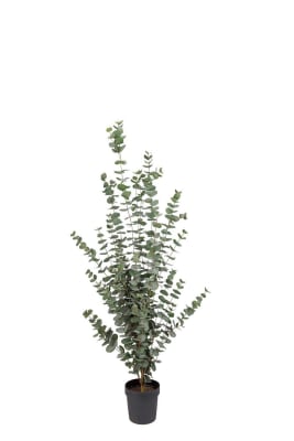 Eucalyptus