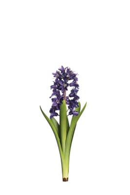 Hyacint