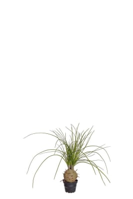 Flasklilja