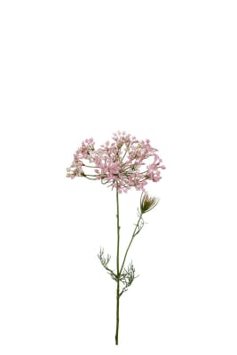 Allium