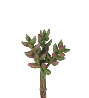 Succulent