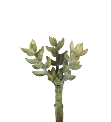 Succulent