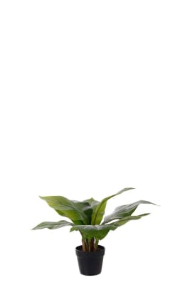 Anthurium