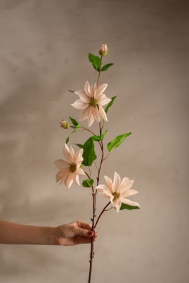 Clematis