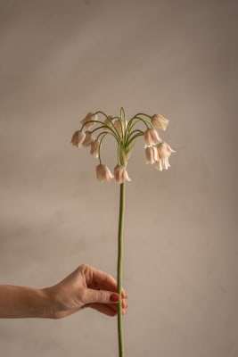 Allium