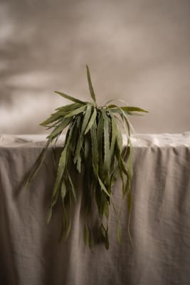 Rhipsalis