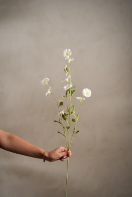 Blomma för dagen