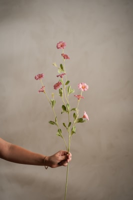 Blomma för dagen