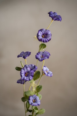Blomma för dagen