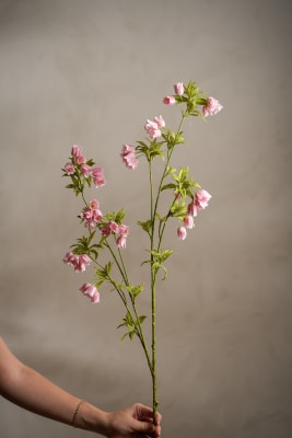 Enkianthus