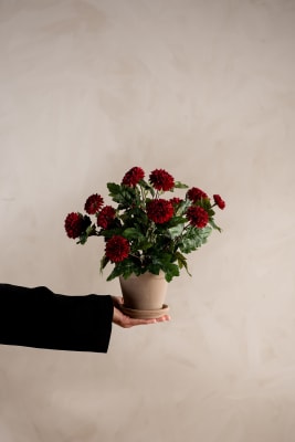 Chrysanthemum