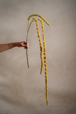 Amaranthus