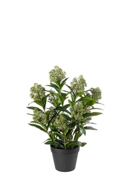 Skimmia