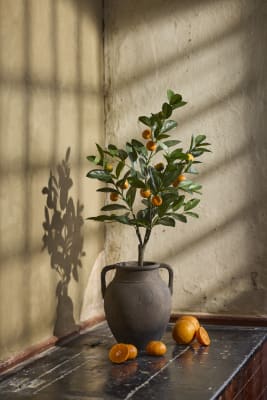 Citrus