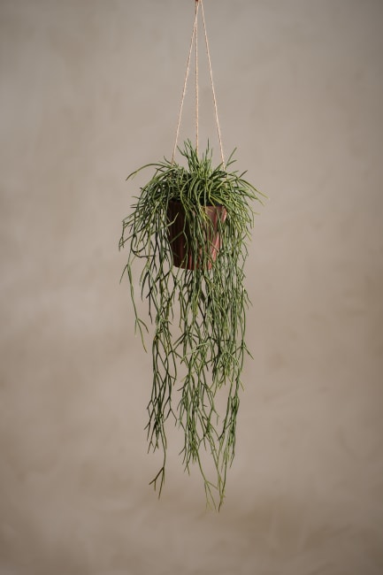 Rhipsalis