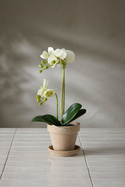 Phalaenopsis