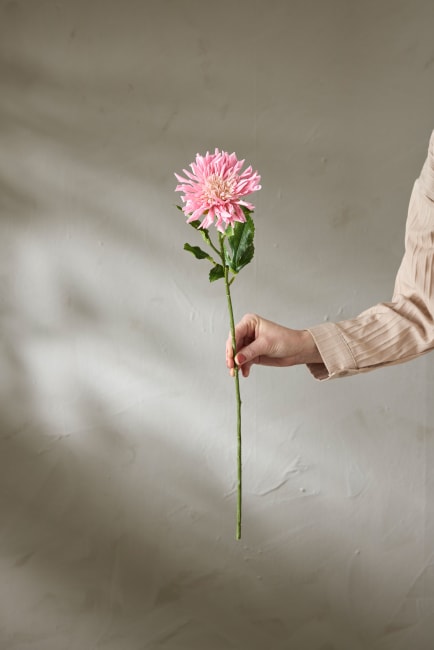 Chrysanthemum