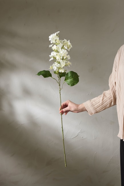 Syrénhortensia