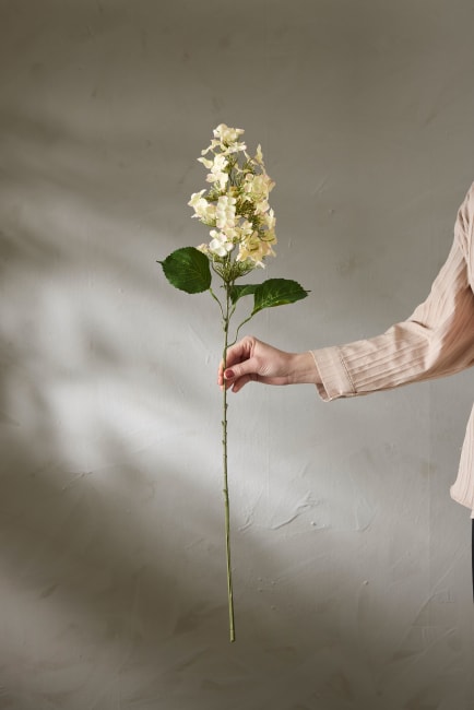 Syrénhortensia