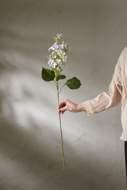 Syrénhortensia