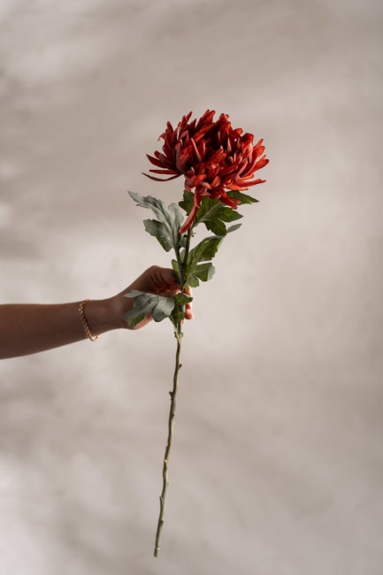 Chrysanthemum