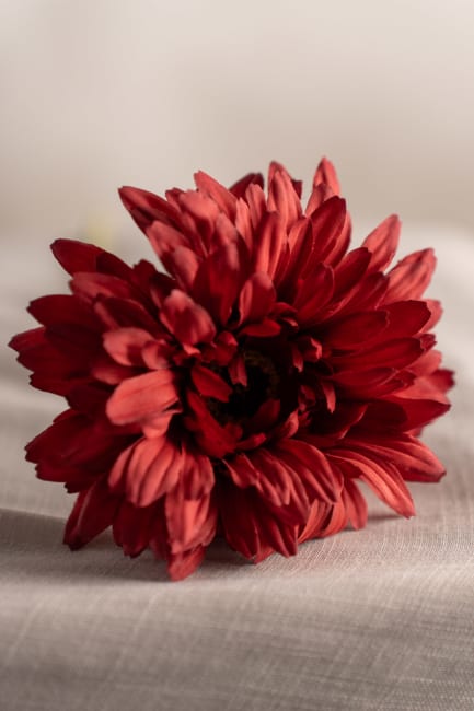 Gerbera