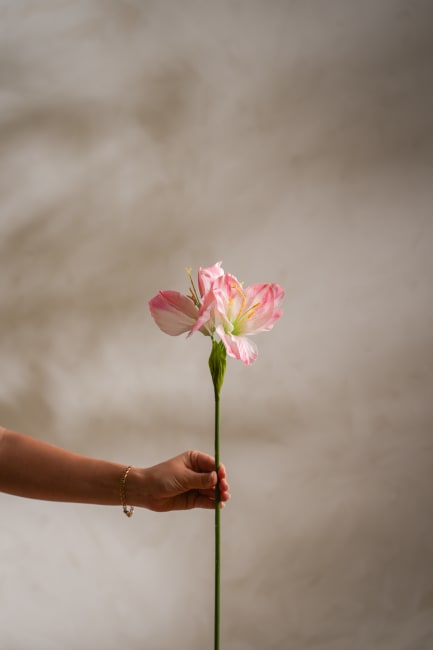 Amaryllis