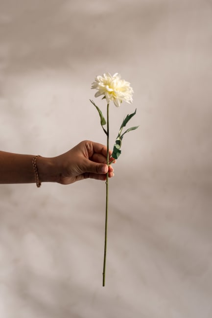 Zinnia
