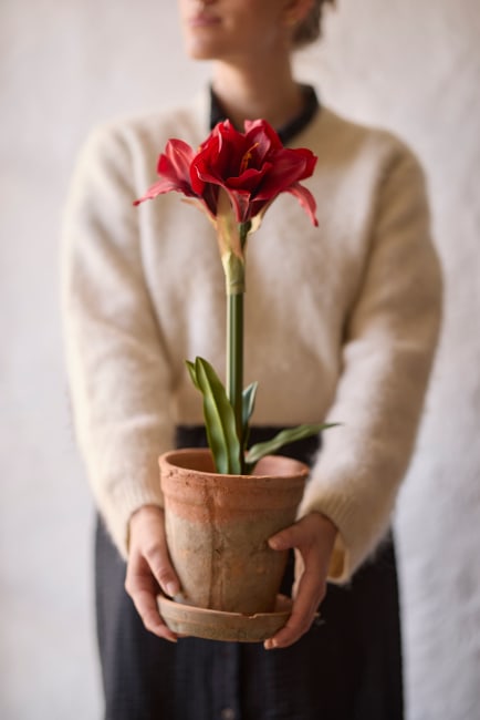 Amaryllis i kruka