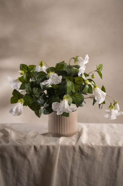 Petunia