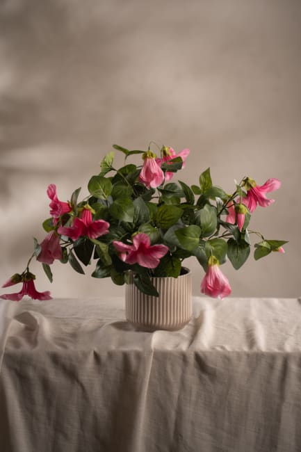 Petunia