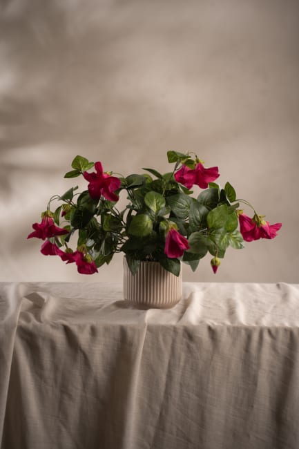 Petunia