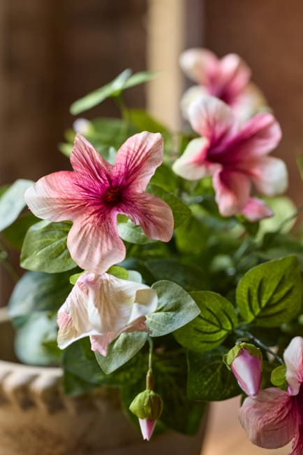 Petunia