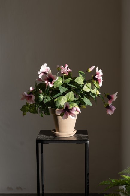 Petunia