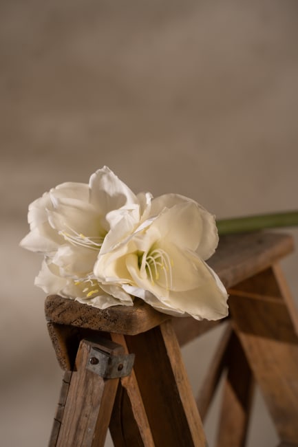 Amaryllis