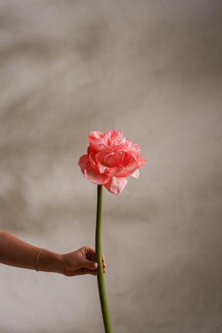 Amaryllis