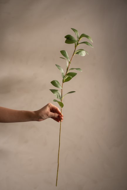Ruscus