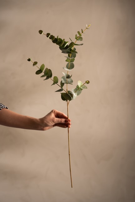 Eucalyptus