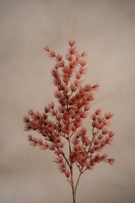 Asparagus