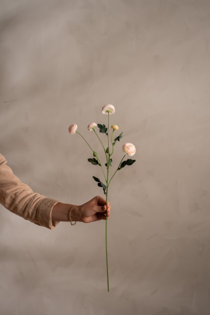 Chrysanthemum