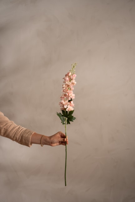 Delphinium