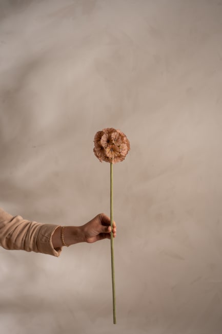Scabiosa