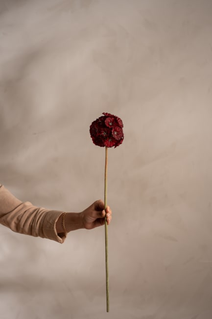 Scabiosa