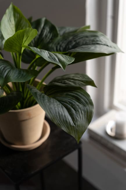 Hosta