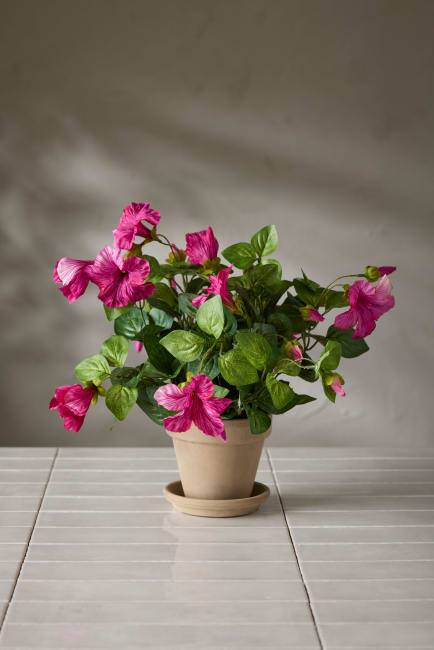 Petunia