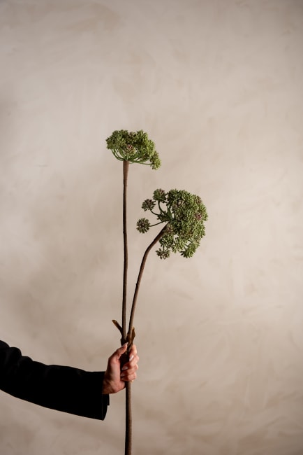 Angelica